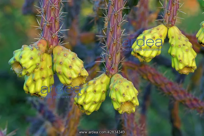: Cholla Cactus Fruit : Cholla Cactus Fruit
