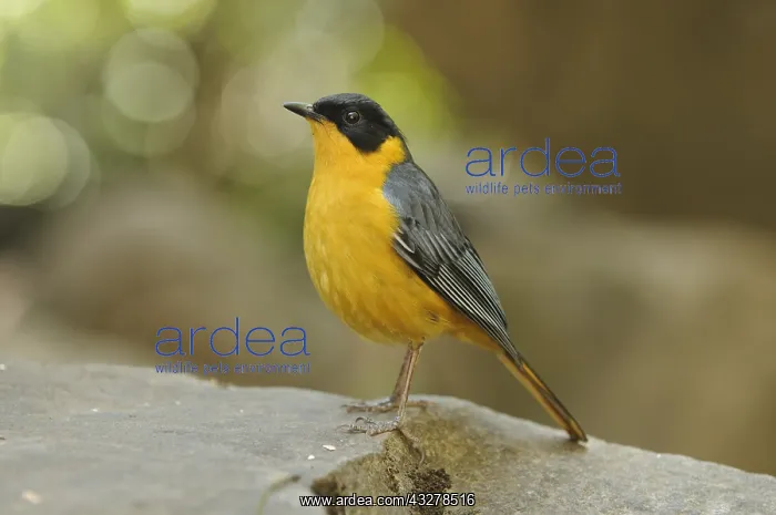 : Chorister Robin-chat (Cossypha dichroa) perched : Chorister Robin-chat (Cossypha dichroa) perched