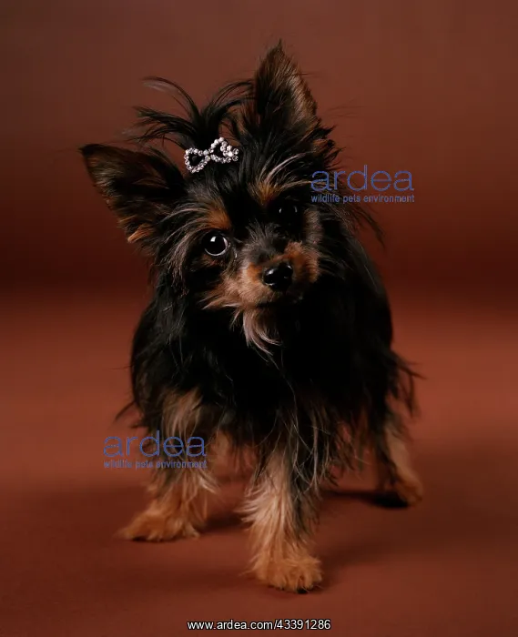 : Chorkie Dog - crossbreed between Yorkshire Terrier : Chorkie Dog - crossbreed between Yorkshire Terrier