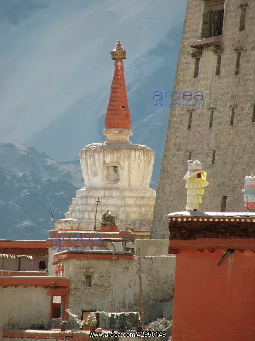 : Chorten by Leh Palace : Chorten by Leh Palace