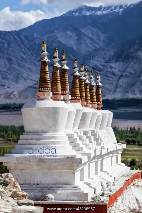 : Chortens (Buddhist stupas) outside the Shey pala : Chortens (Buddhist stupas) outside the Shey pala