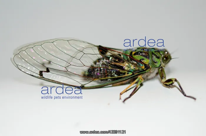: Chorus Cicada (Amphipsalta zelandica, endemic to : Chorus Cicada (Amphipsalta zelandica, endemic to