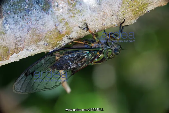 : Chorus Cicada hanging beneath a branch in bush : Chorus Cicada hanging beneath a branch in bush