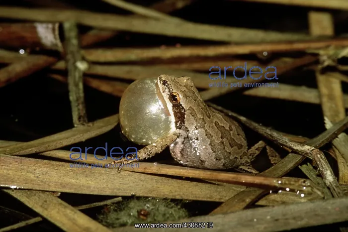 : Chorus Frog : Chorus Frog