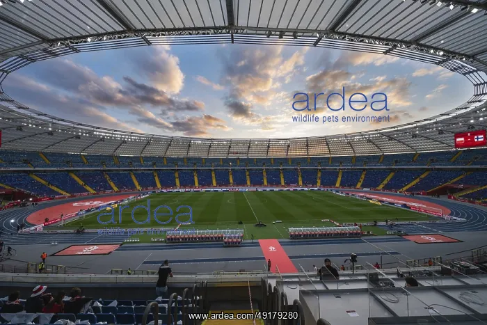 : CHORZOW, POLAND - SEPTEMBER 7, 2025: Qualifications for FIFA 2026 : CHORZOW, POLAND - SEPTEMBER 7, 2025: Qualifications for FIFA 2026