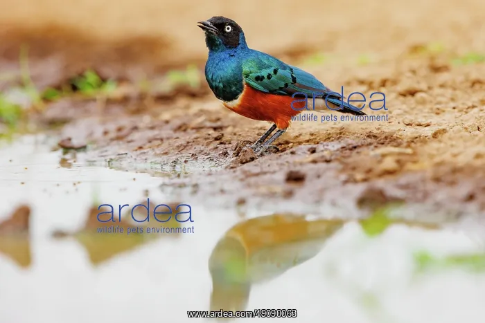 : Choucador superbe : Choucador superbe