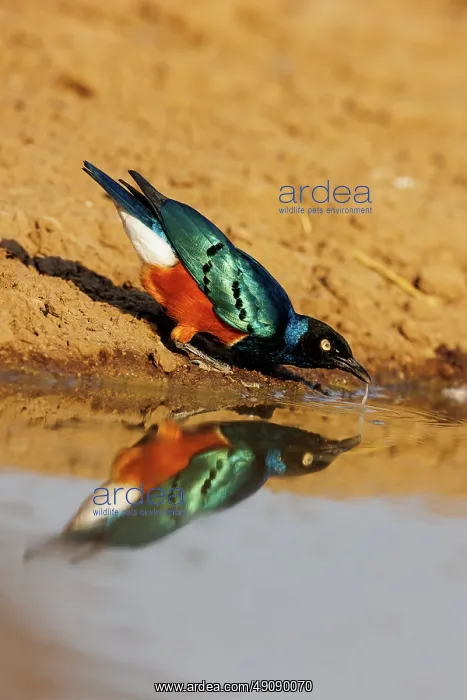 : Choucador superbe : Choucador superbe