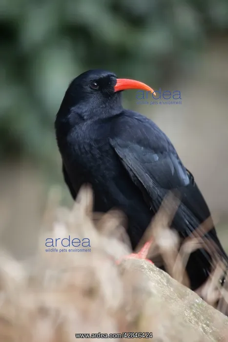 : Chough (Pyrrhocorax pyrrhocorax). Cornwall - UK : Chough (Pyrrhocorax pyrrhocorax). Cornwall - UK