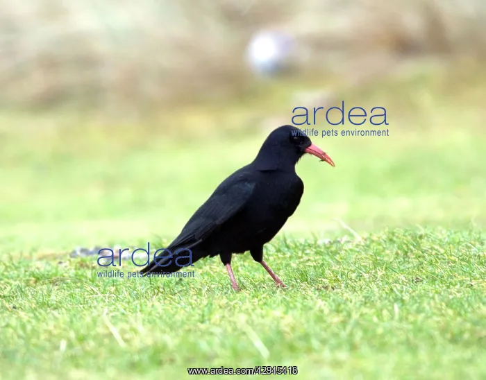: Chough (Pyrrhocorax pyrrhocorax). Islay Scotland : Chough (Pyrrhocorax pyrrhocorax). Islay Scotland