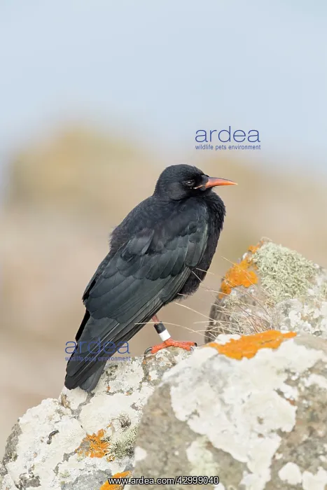  : Chough Cornwall, UK