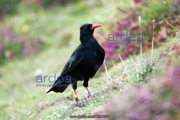 : Chough - Cudden Point : Chough - Cudden Point