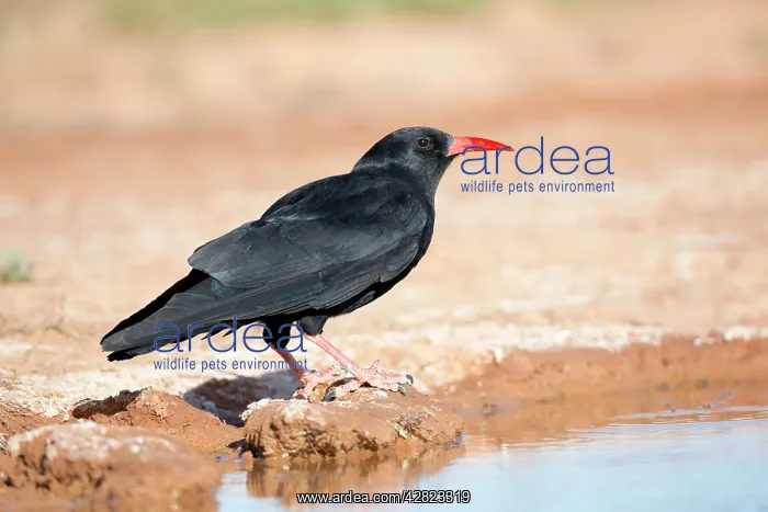 : Chough - drinking from pool : Chough - drinking from pool