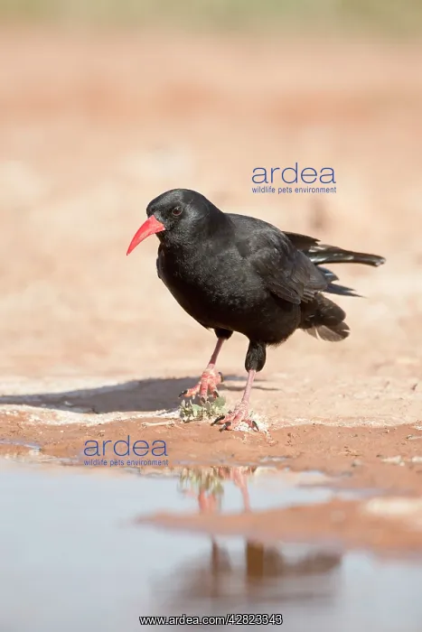 : Chough - drinking from pool : Chough - drinking from pool