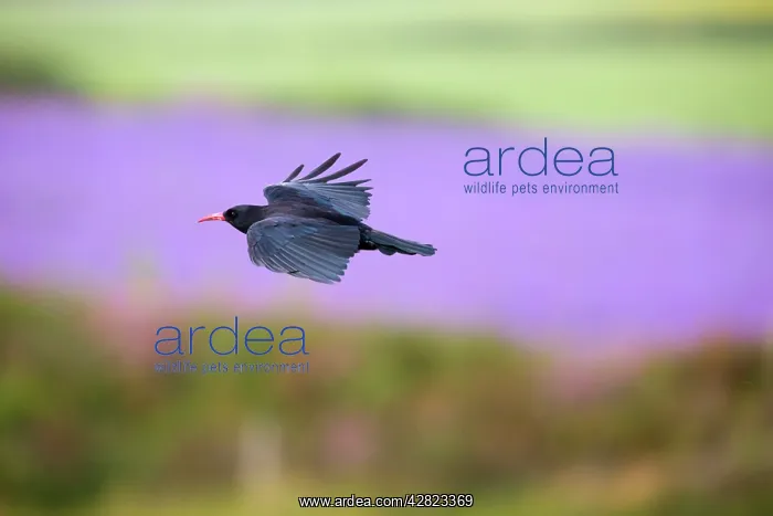 : Chough - in flight : Chough - in flight