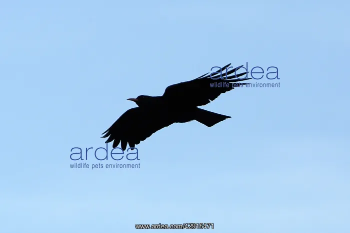 : Chough - in flight : Chough - in flight