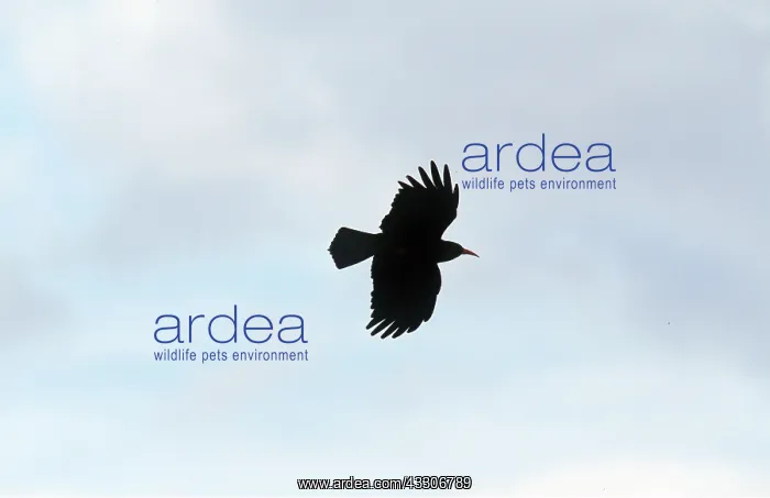 : CHOUGH - in flight : CHOUGH - in flight