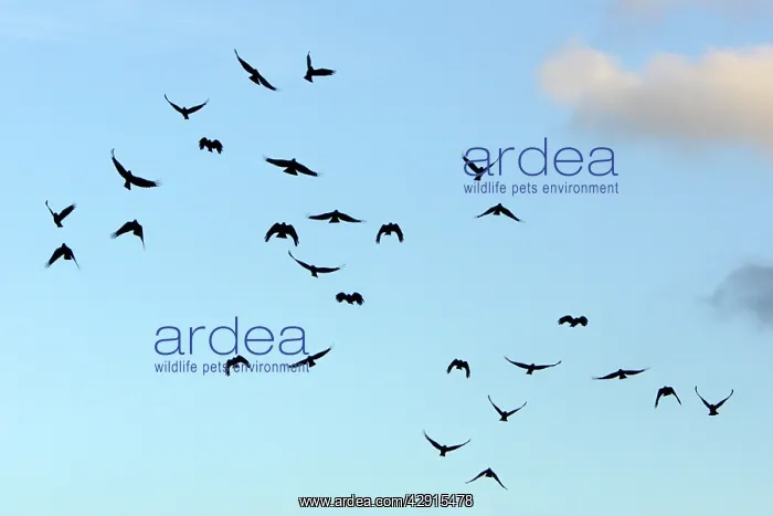 : Chough - flock in flight : Chough - flock in flight