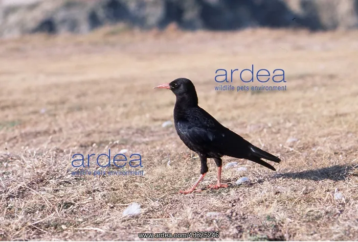 : CHOUGH - ON GROUND : CHOUGH - ON GROUND