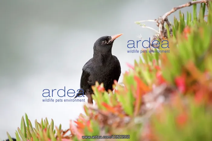 : Chough - amongst hottentot fig : Chough - amongst hottentot fig