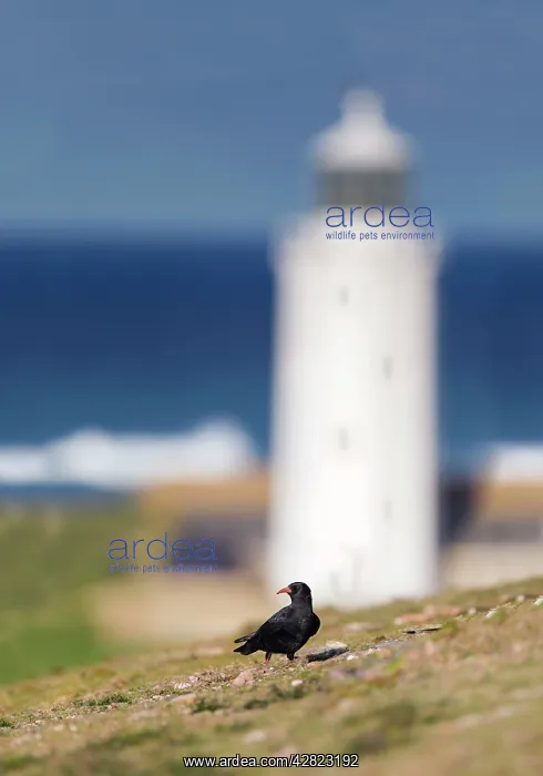  : Chough - no leg rings - winter