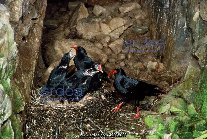 : CHOUGH - at nest with young : CHOUGH - at nest with young