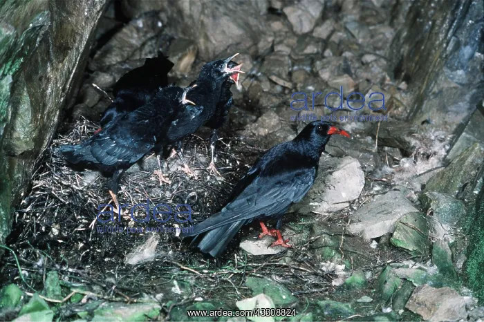 : CHOUGH - at nest with young : CHOUGH - at nest with young