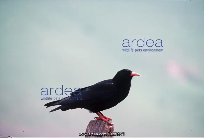 : CHOUGH - perched on post : CHOUGH - perched on post