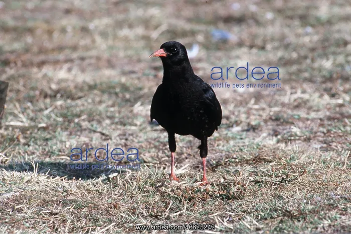 : CHOUGH - STANDS FACING : CHOUGH - STANDS FACING
