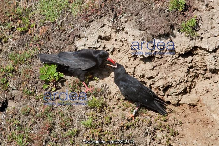 : Choughs - adult feeding young : Choughs - adult feeding young