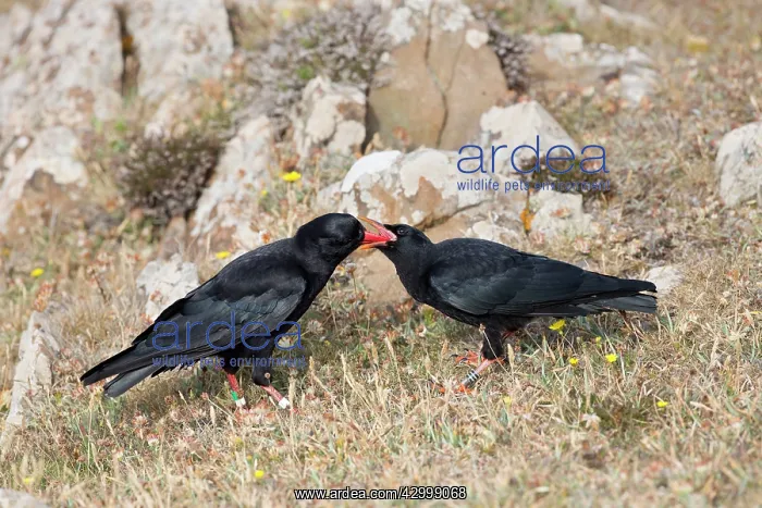 : Choughs - adult feeding young : Choughs - adult feeding young