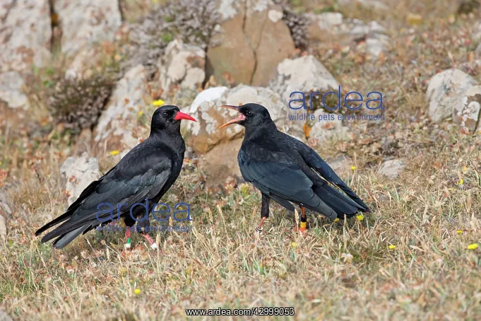 : Choughs - adult and young : Choughs - adult and young
