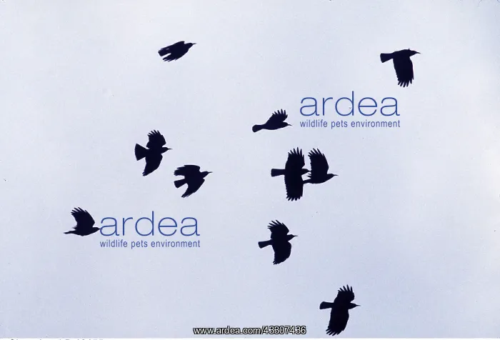 : CHOUGHS - flock in flight : CHOUGHS - flock in flight