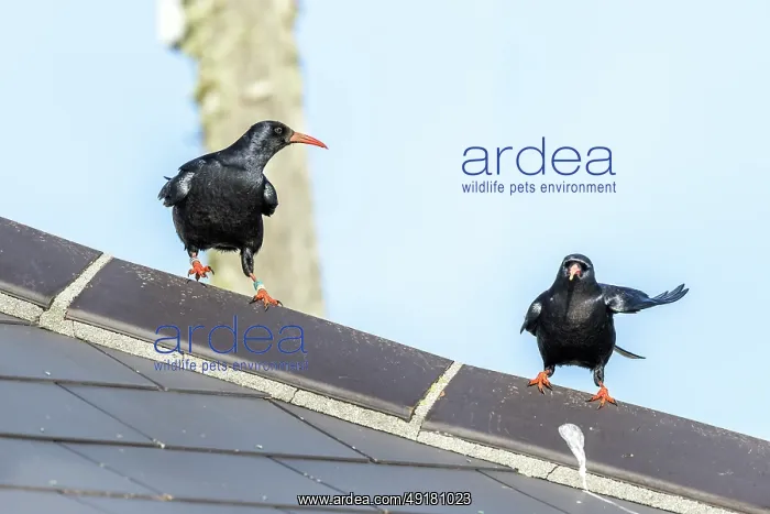  : Choughs - on a Roof - Cornwall - UK