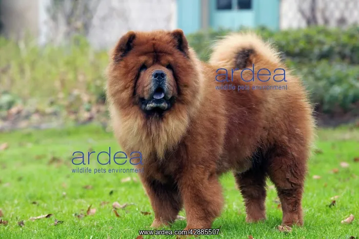  : Chow Chow