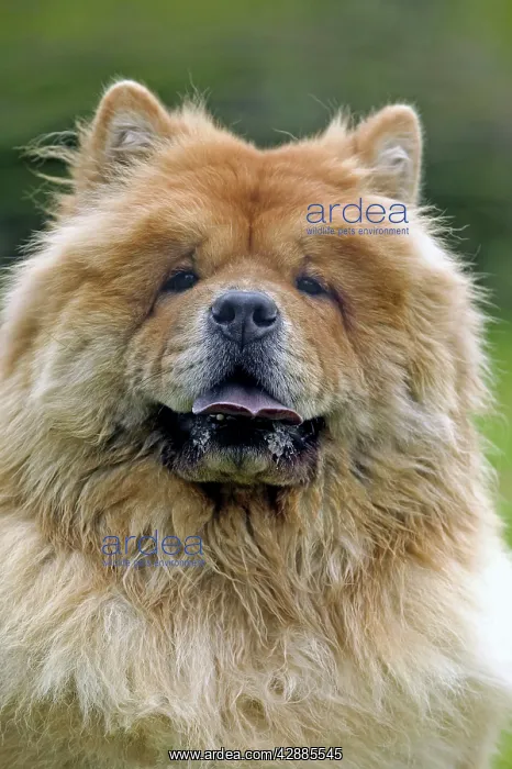  : Chow Chow