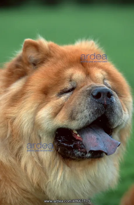 : Chow-Chow : Chow-Chow