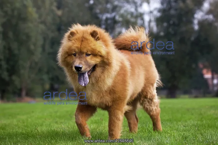  : Chow Chow dog