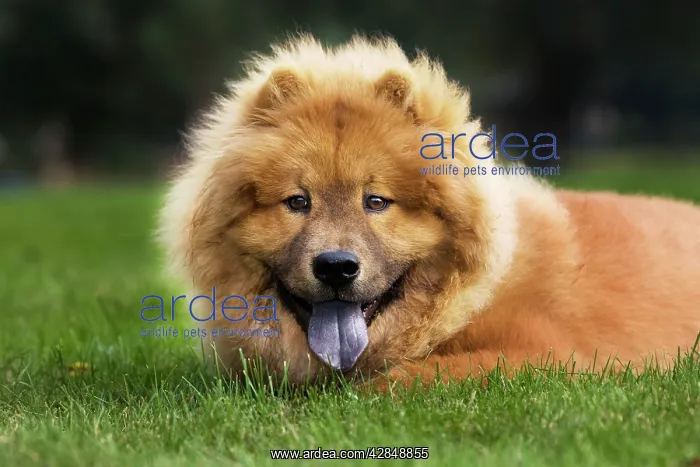  : Chow Chow dog