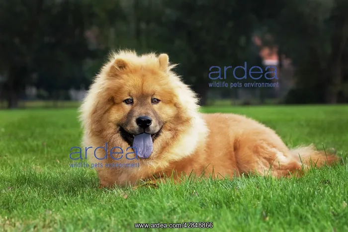  : Chow Chow dog