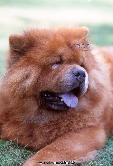 : CHOW CHOW DOG - head, showing blue tongue : CHOW CHOW DOG - head, showing blue tongue
