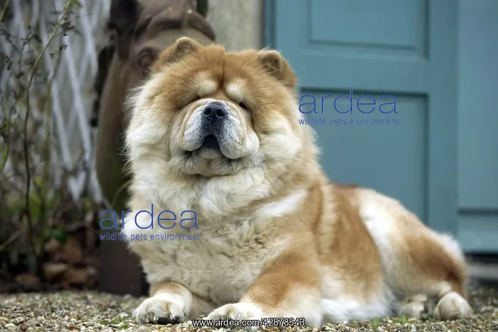 : Chow Chow Dog - lying down : Chow Chow Dog - lying down