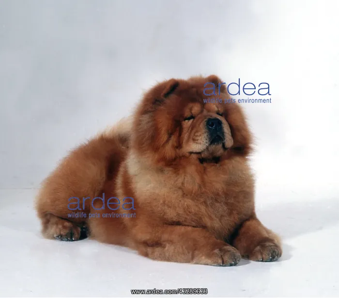 : CHOW CHOW DOG - lying : CHOW CHOW DOG - lying