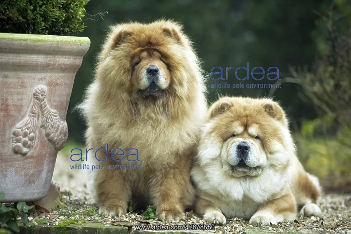 : Chow Chow Dogs - two sitting together : Chow Chow Dogs - two sitting together