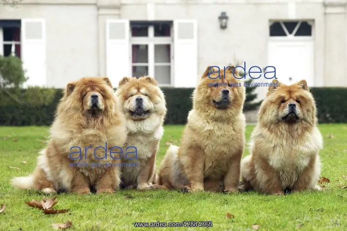  : Chow Chow - line of four