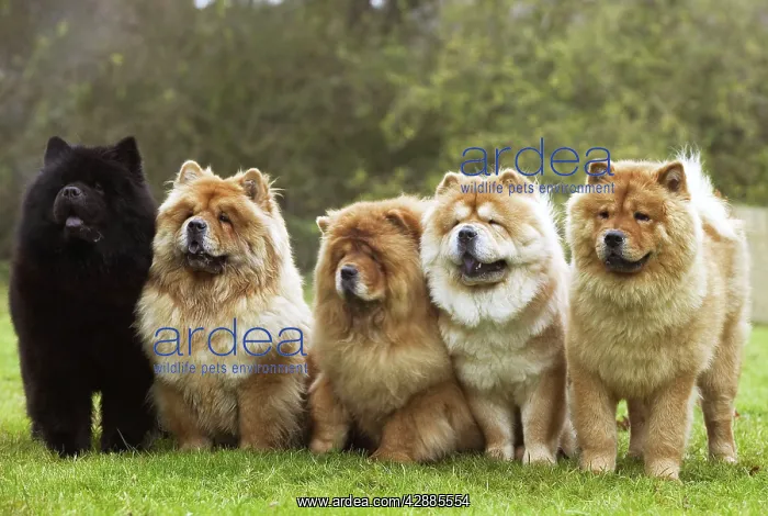  : Chow Chow - line of five