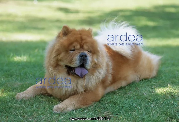 : CHOW CHOW - lying on grass : CHOW CHOW - lying on grass