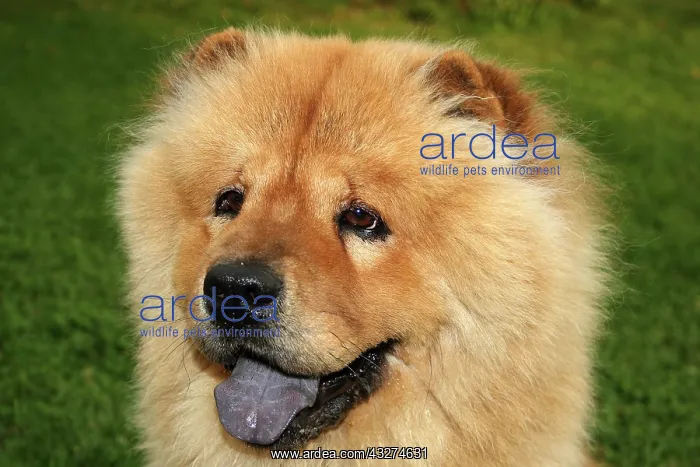: Chow-Chow Portrait, dog : Chow-Chow Portrait, dog