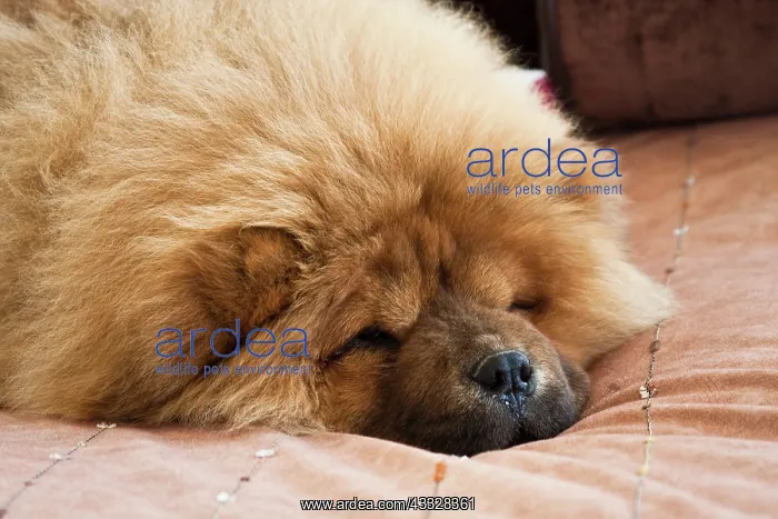 : A Chow Chow puppy lying on a tan bedspread : A Chow Chow puppy lying on a tan bedspread
