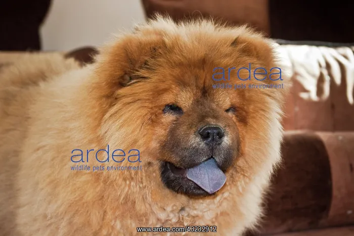: A Chow Chow puppy standing indoors with : A Chow Chow puppy standing indoors with