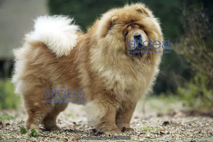  : Chow Chow - standing, side view